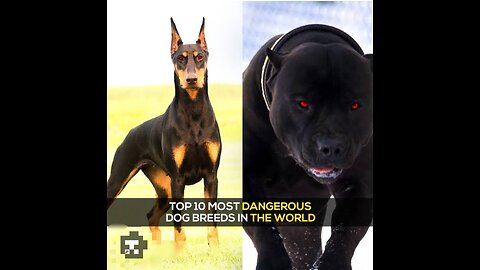TOP MOST 🌎 🌍 In world Dangerous Dogs Forever