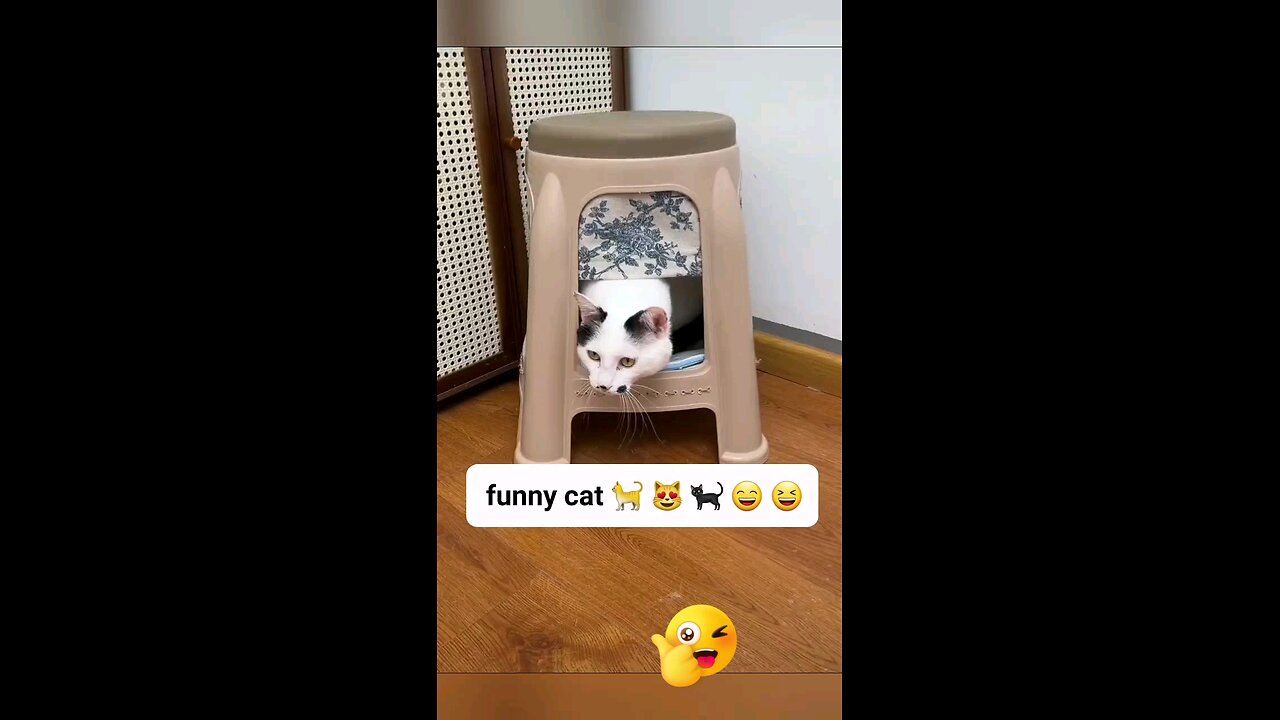 funny cat 🐈 #funnyanimals