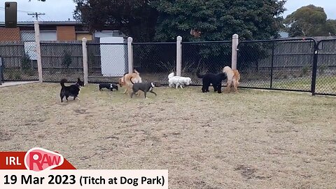 4:00 pm 19 Mar 2023 - Titch the Borgi at Dog Park