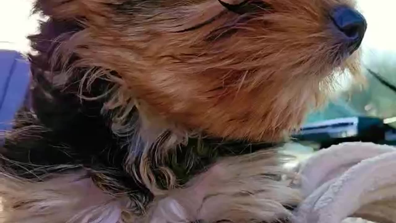 Cute teacup Yorkie puppy