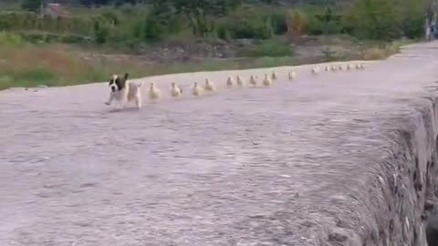 Follow the leader.. 😊