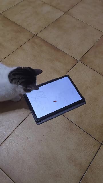 Miki and cockroaches