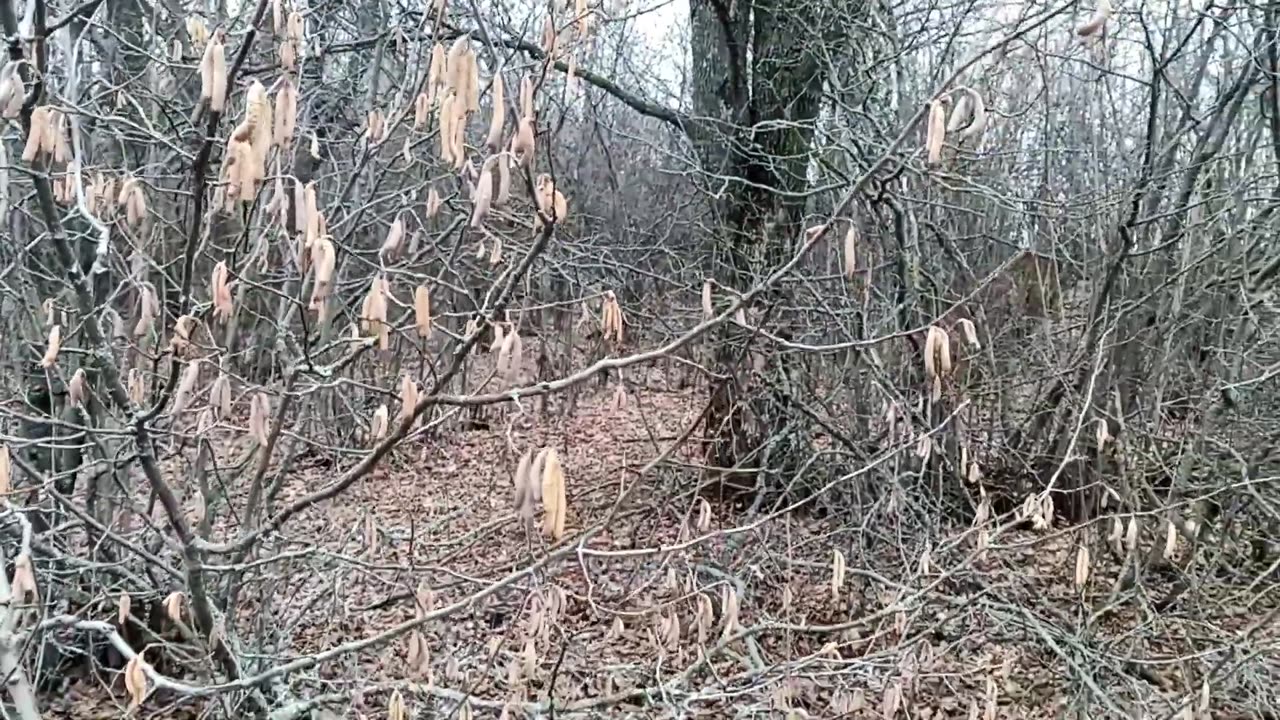 ОТец ищет грибы в марте