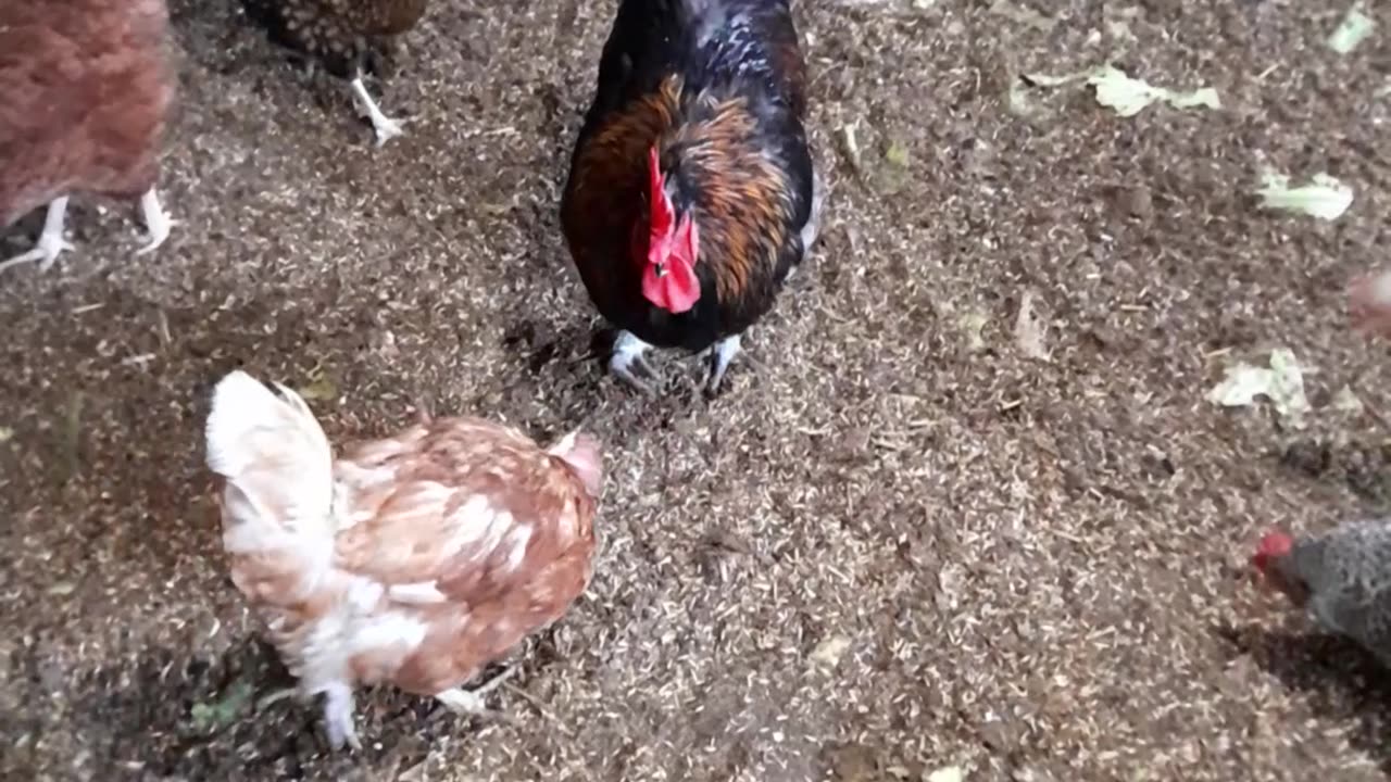 Flock 2 Rooster. Hanging in the Barn for Winter