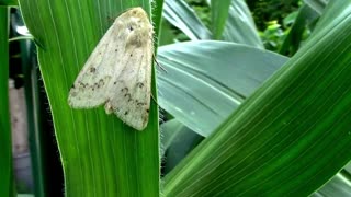 What Corn Earworm Moths Look Like