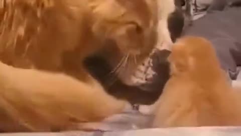 Mommy cat showing her baby to her dog friend.. 😊