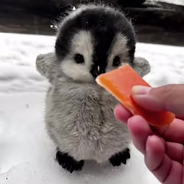 Baby penguins