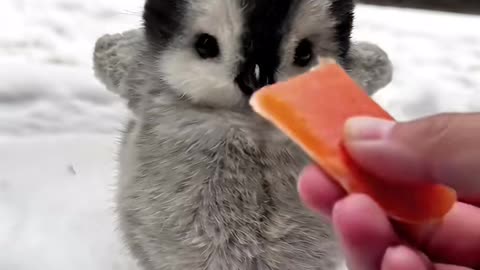 Baby penguins