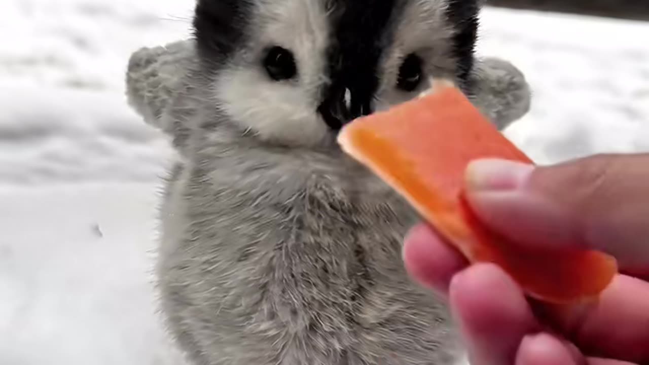 Baby penguins