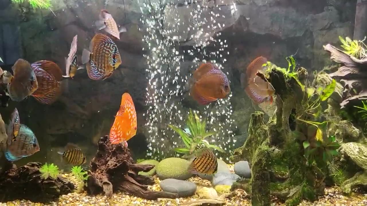 How to safely integrate a UV system into an existing cycled aquarium. Things to keep in mind.