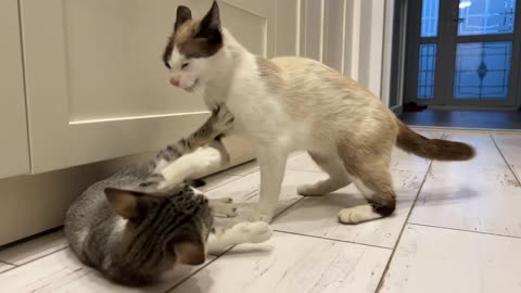 Dad Cat plays with his Kitten Son