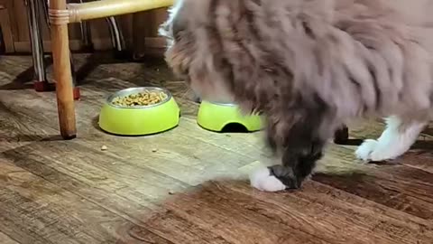 Maine Coon finds her food