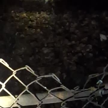 A skunk while feeding the homeless kitty