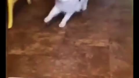 Funny cute cat