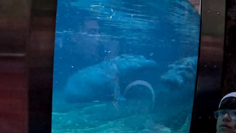 Hippos at the San Diego Zoo