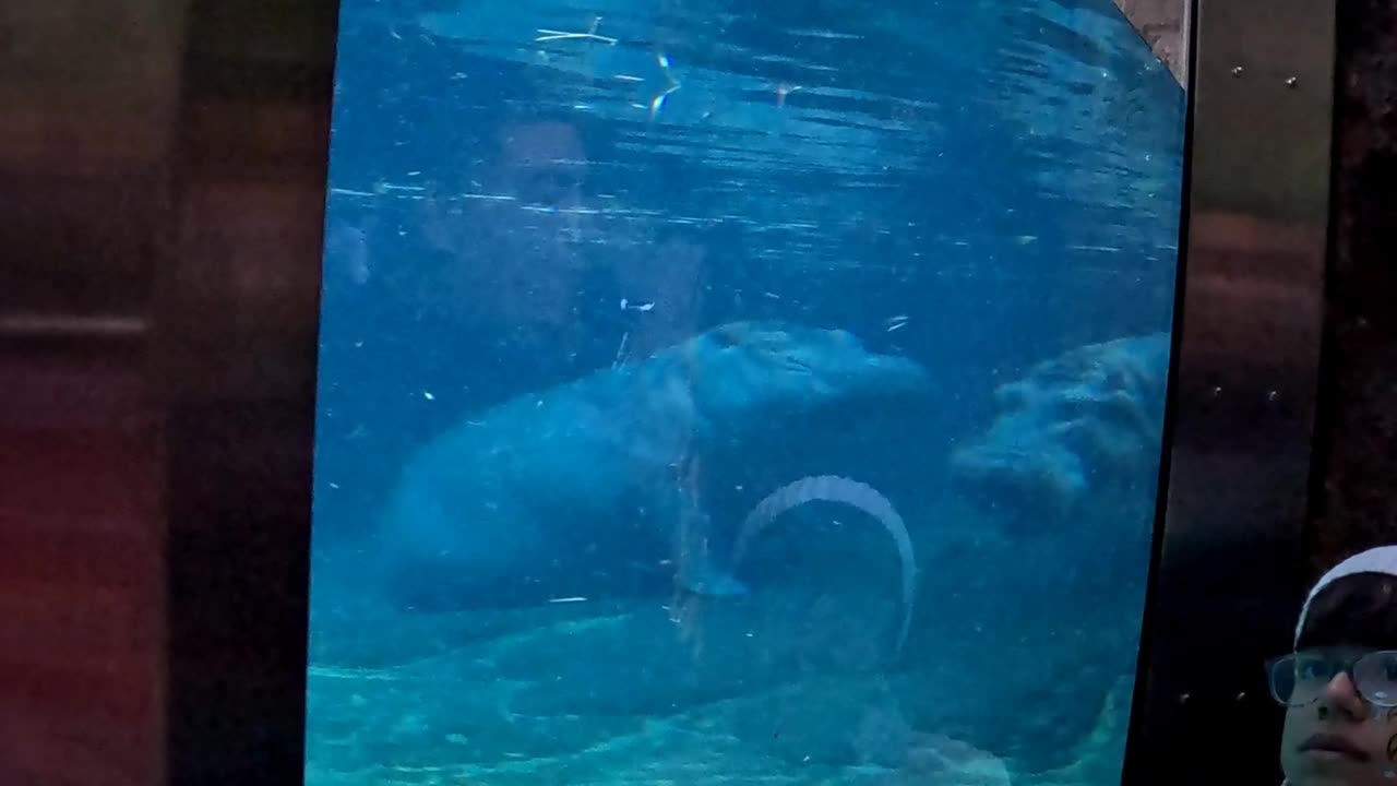 Hippos at the San Diego Zoo