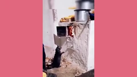 funny animals5