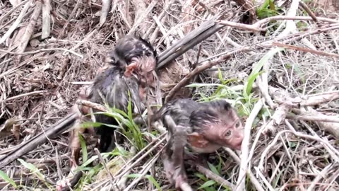 Babys monkeys is fun