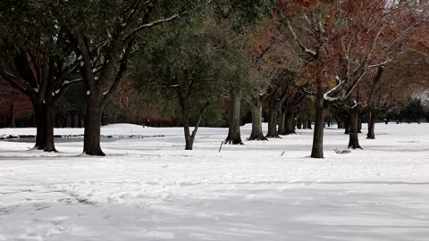 Rare snowstorm hits US Gulf Coast, blankets Houston and New Orleans