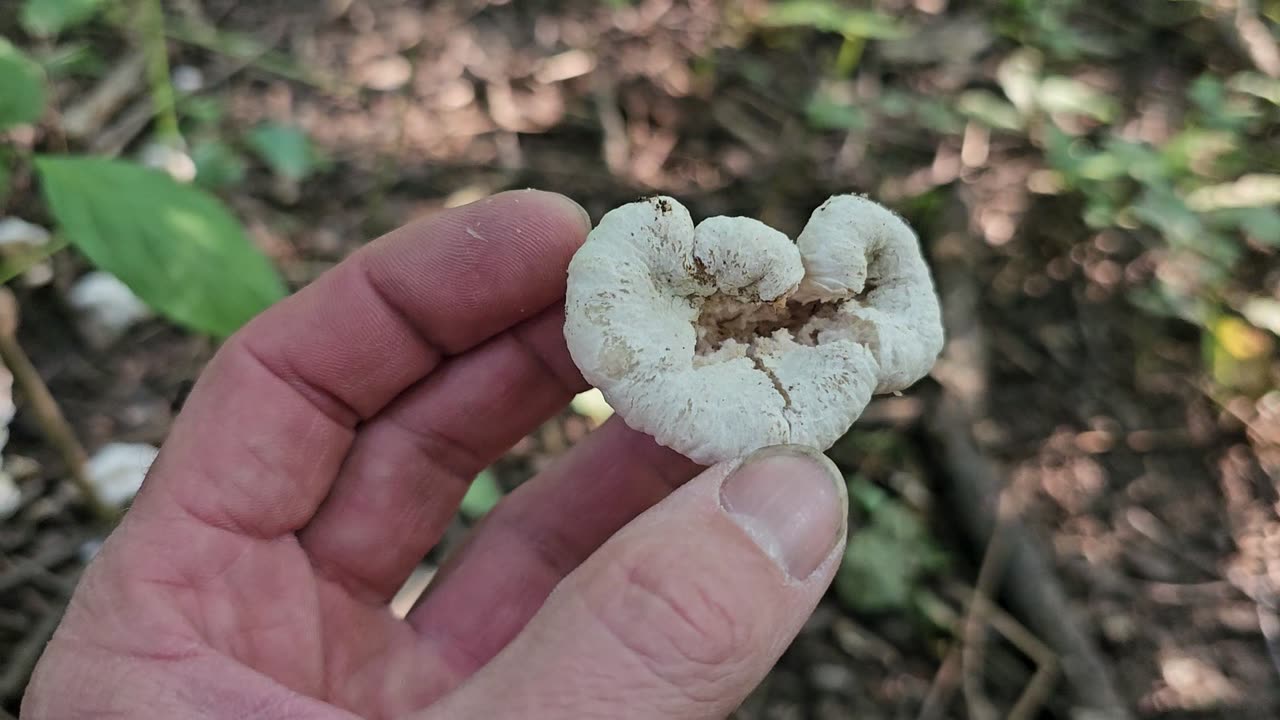 Shrimp of the Woods - Mushroom Foraging