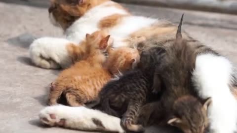 Mama Cat Takes Back Crying Kitten Toddler