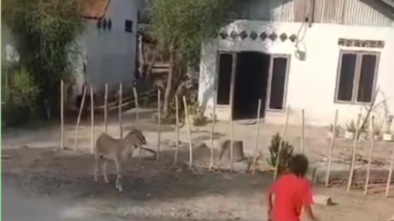 mess with goat