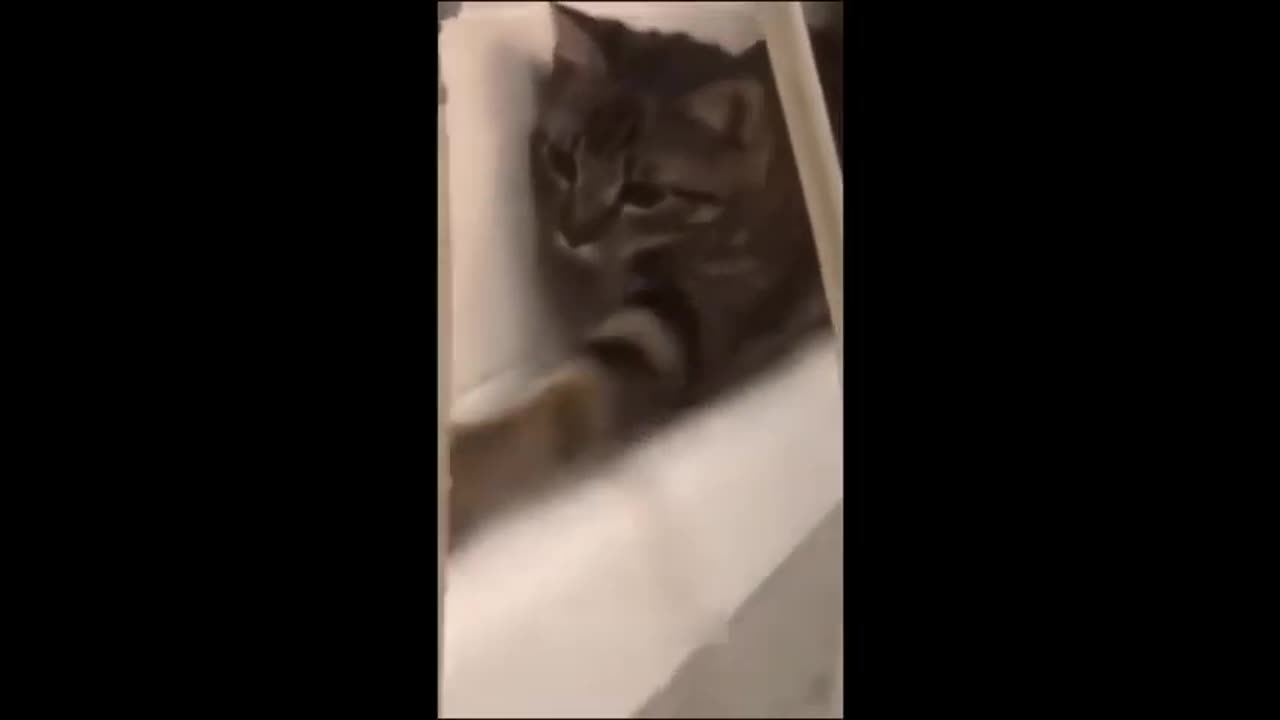 Cat Funny Video