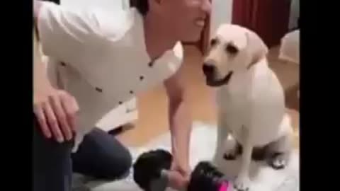 Cat and Dog funny video Footage No Copyright Funny animals - Funny animal videos 2023