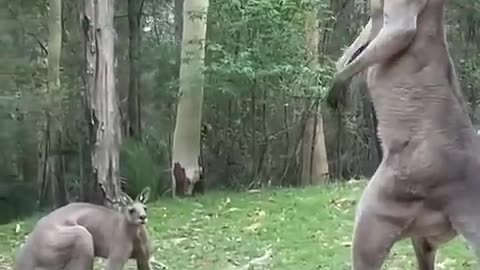 Funny animals