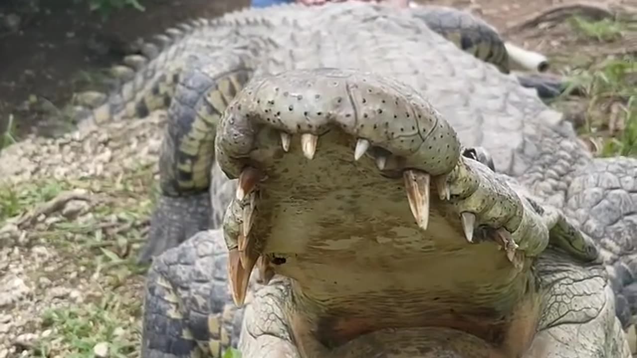 Girl pets massive crocodile!