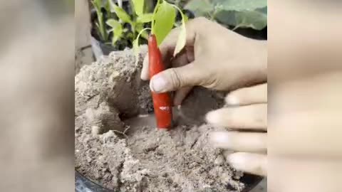 Grow Peppers in Bananas to Harvest More Peppers!