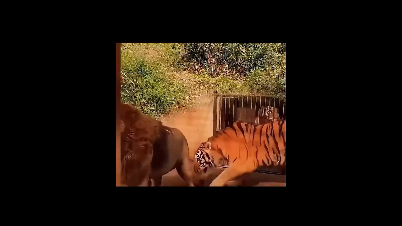 Tiger 🐅 Vs Lion 🦁 / Who Will Win 🏆 the Title???