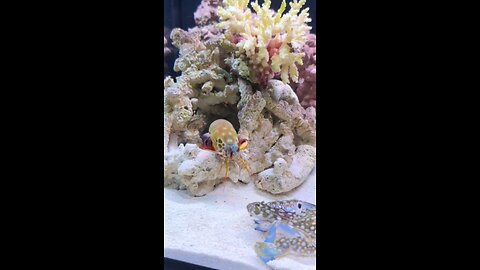 #rexthemantis #mantisshrimp #posreffish N Gửi ... GIF #saltwatertank #fypviralシ