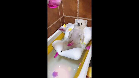 Dog's Spa Asmr