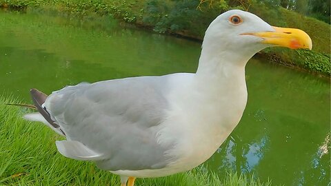 Hanging Out with the LARGE European Herring Gull