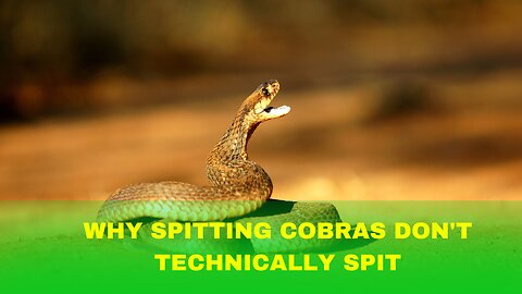 Why Spitting Cobras Don’t Technically Spit