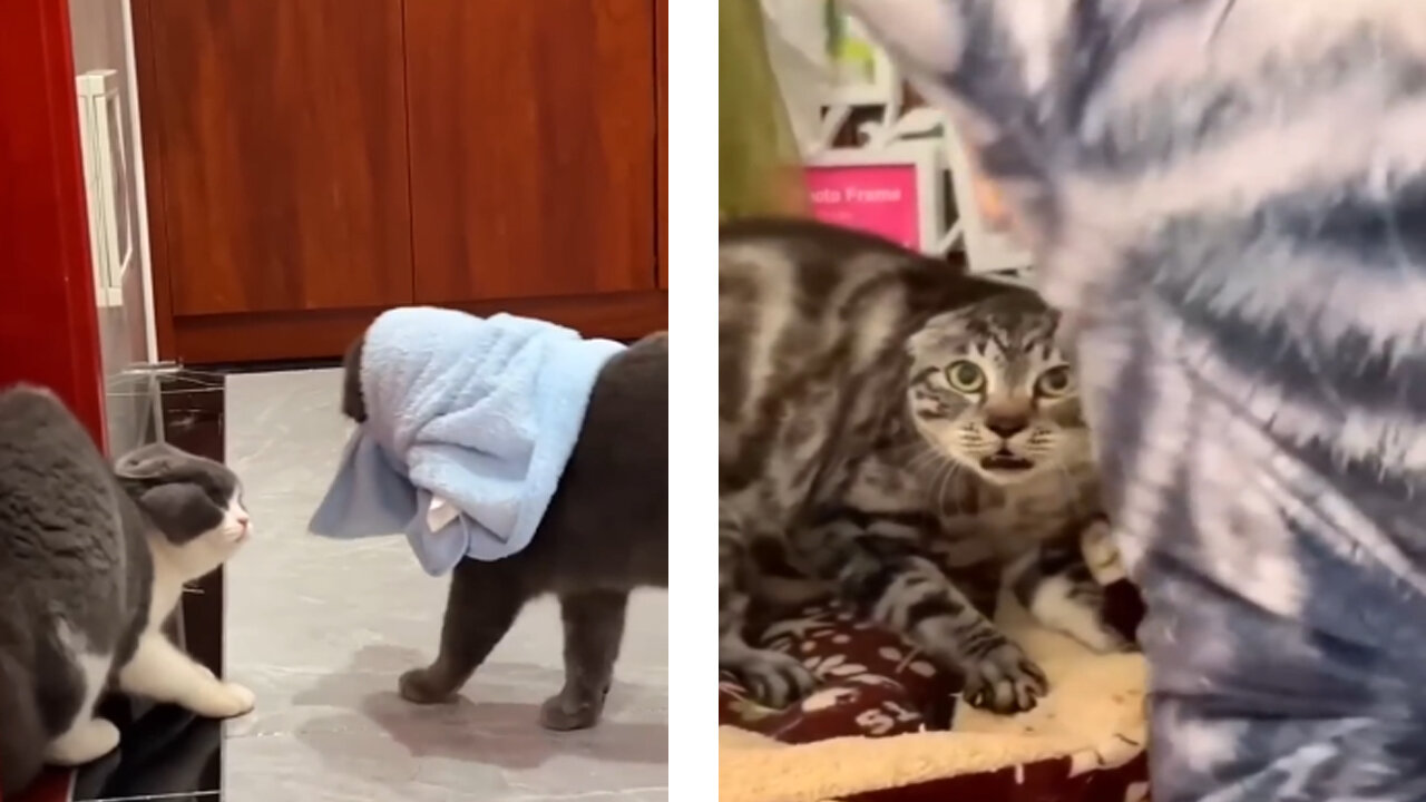 Cat’s tantrums