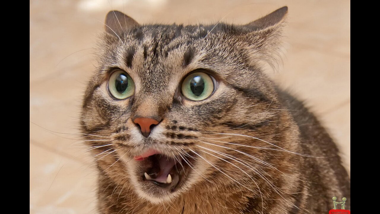 Funny and Cute Cats Collection - Part 31