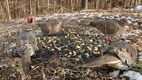 What Happens To A Random Pile of birdseed Let's Find Out