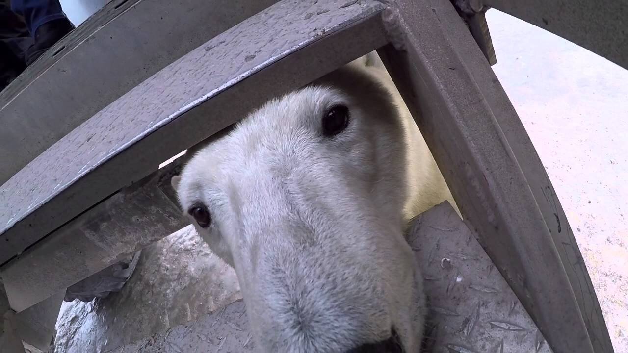 Whispers of the Arctic: A Polar Bear Encounter