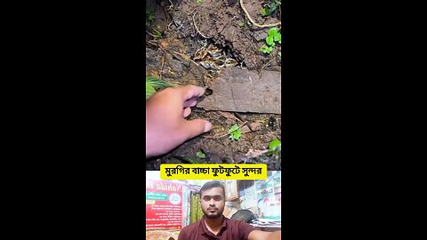 মুরগির বাচ্চা ফুটফুটে সুন্দর #shorts #funny #viral #amazing