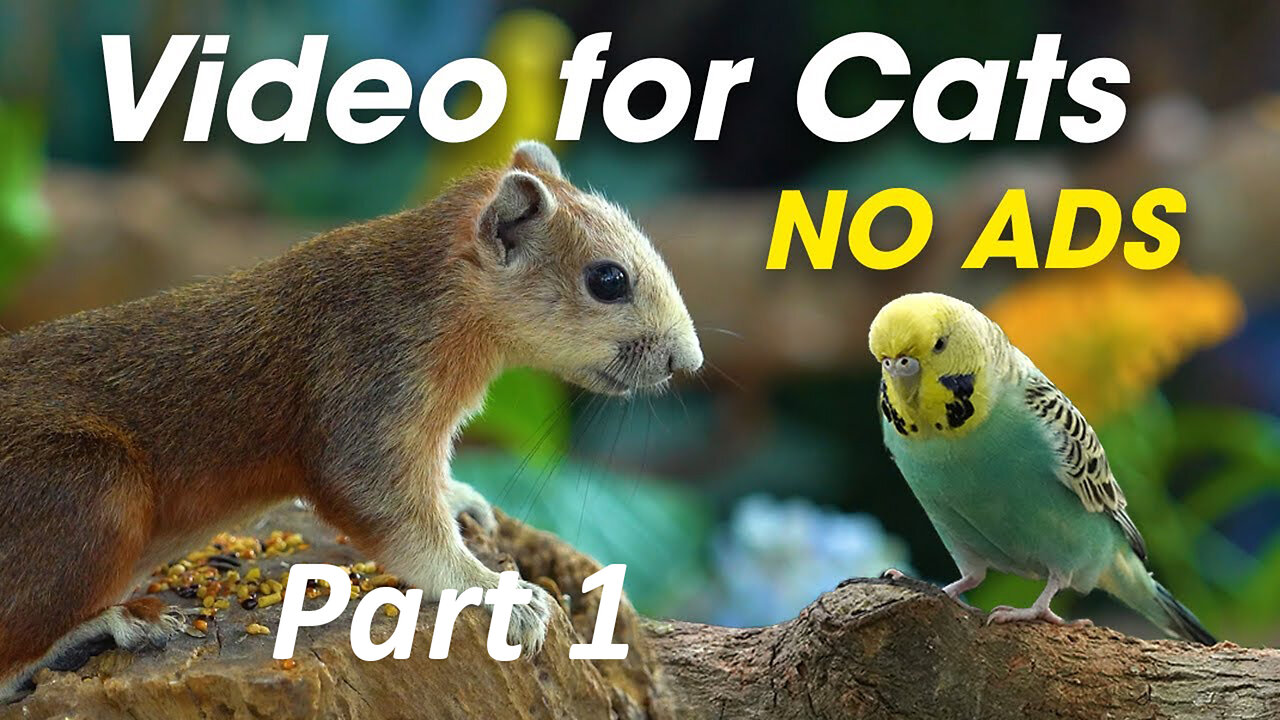 Adorable Birds to Entertain Your Cat - Videos For Cats To Watch Birds Part 1