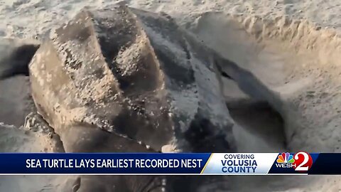 Sea turtle lays earliest recorded nest in Volusia County