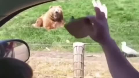 Friendly bear catches a bread