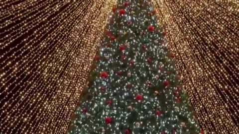 Christmas tree in Timisoara