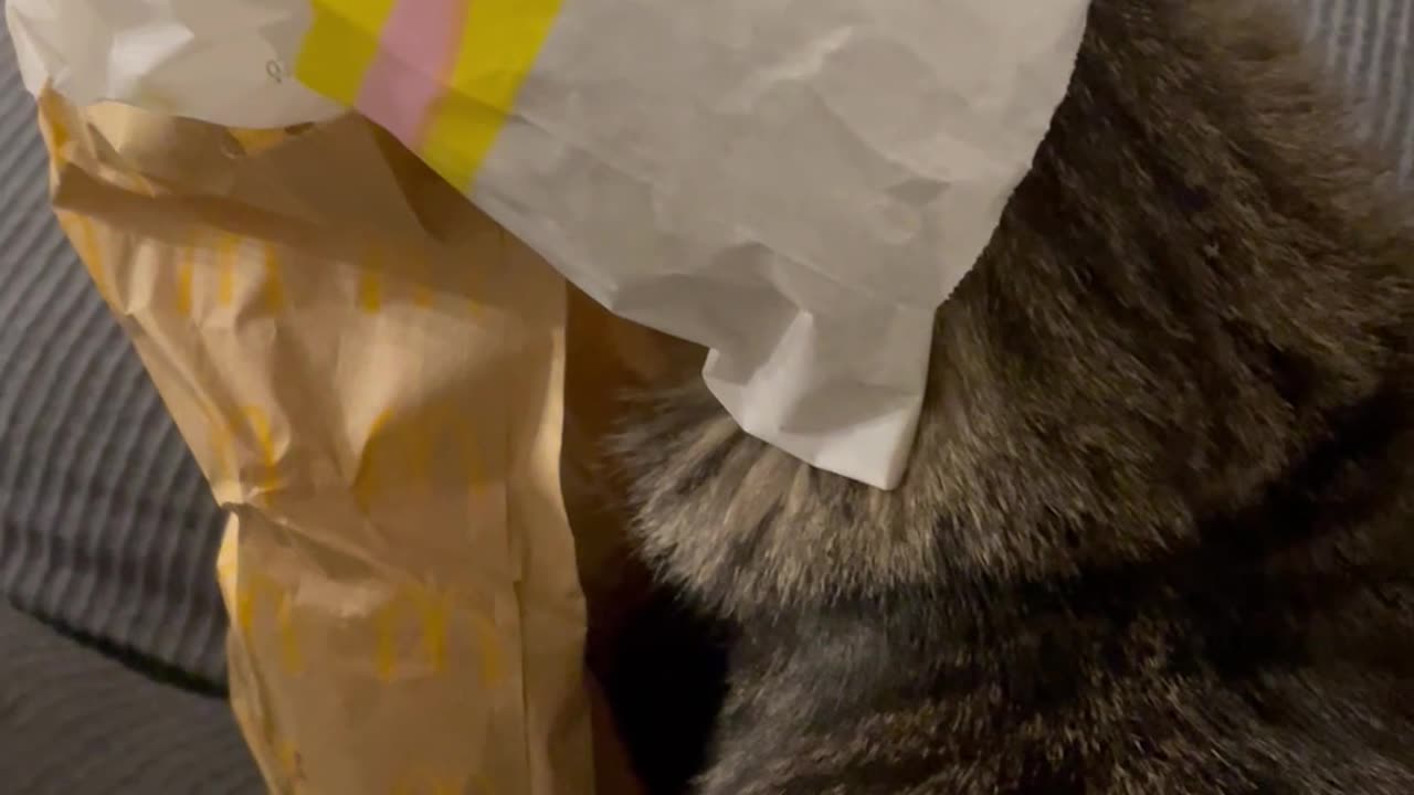 Cat Gets Trapped In Toast Wrapper