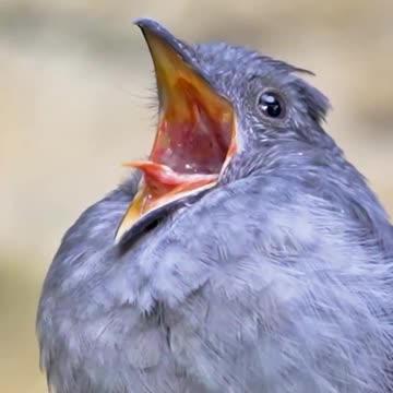 Screaming pihas have one of the loudest calls in nature, a whistle can be 116dB
