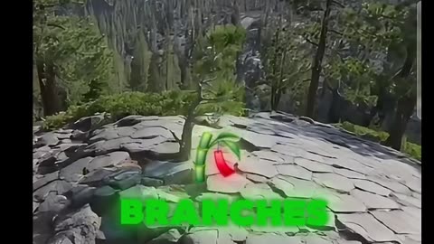 Huge BIG Trees