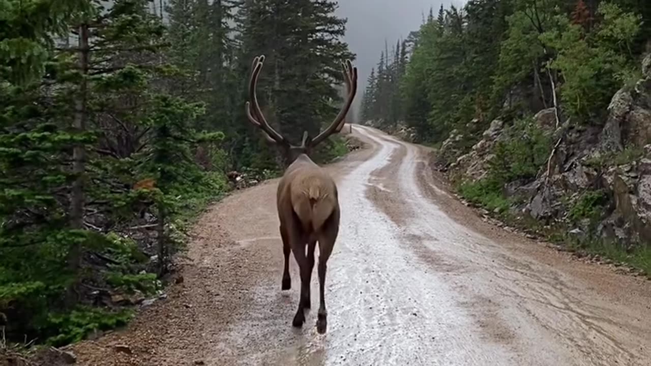 wildlife, Nature
