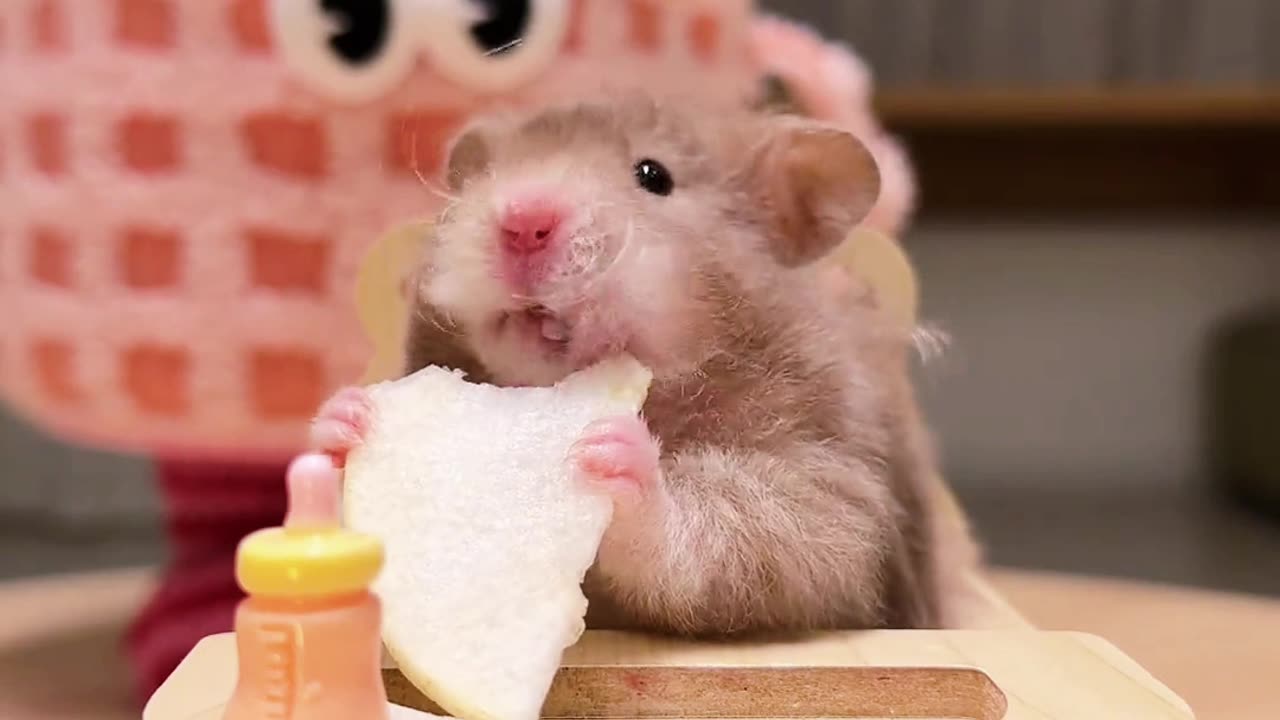 Cute Hamster Immersion Meal🎧 #petasmr#asmr#decompression